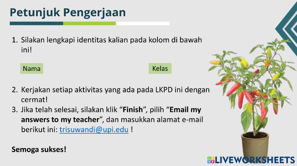 Lkpd siklus hidup cabe