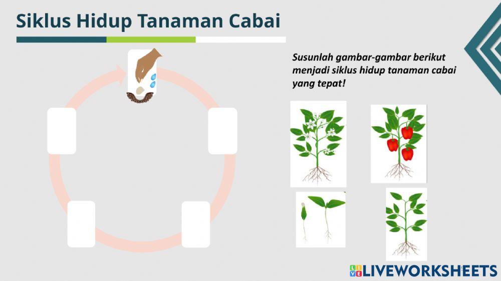 Lkpd siklus hidup cabe