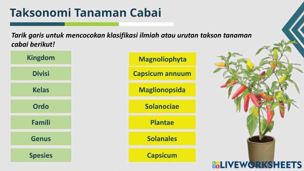 Lkpd siklus hidup cabe