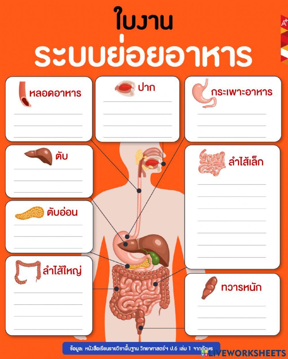 ระบบย่อยอาหาร