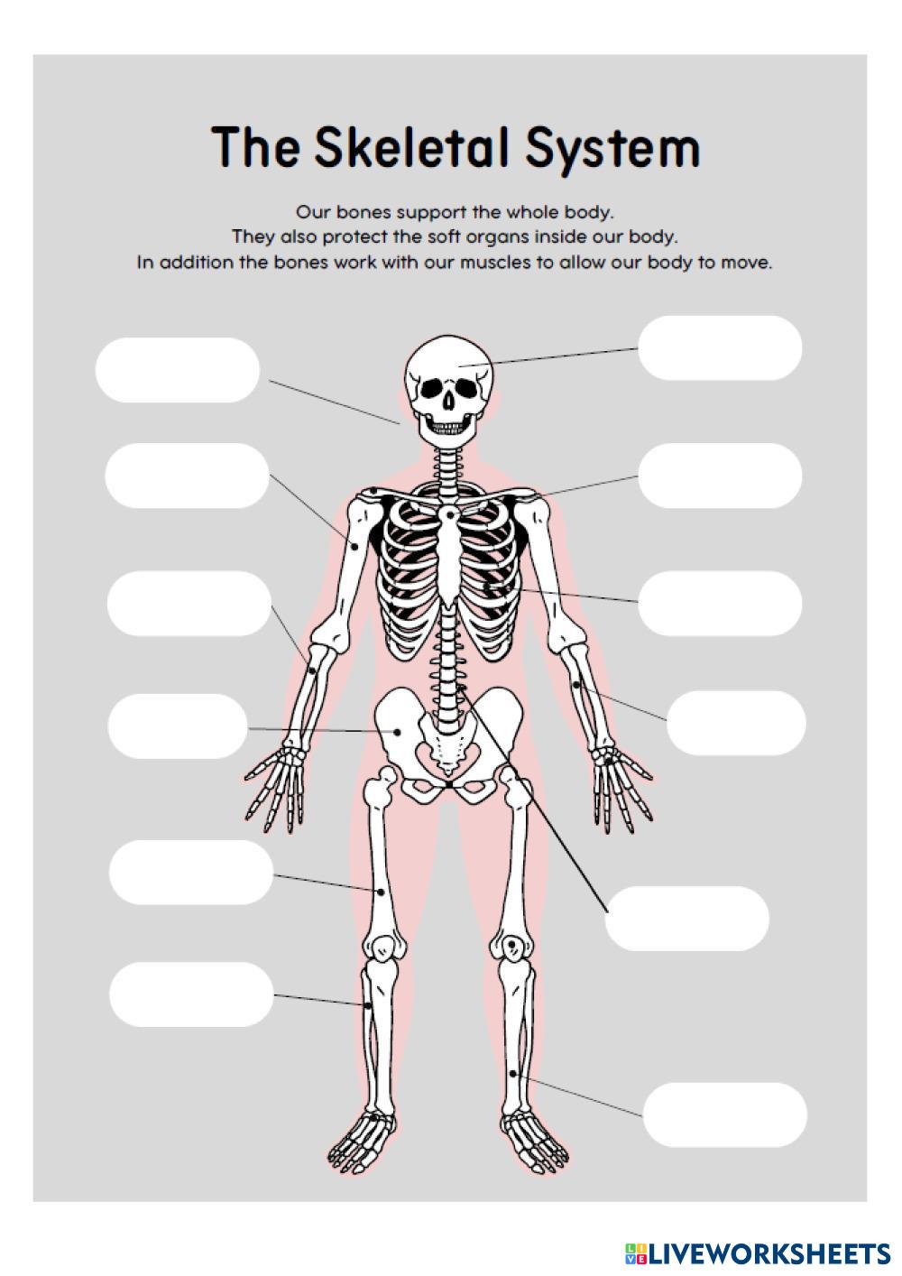 Bones and muscles | Live Worksheets