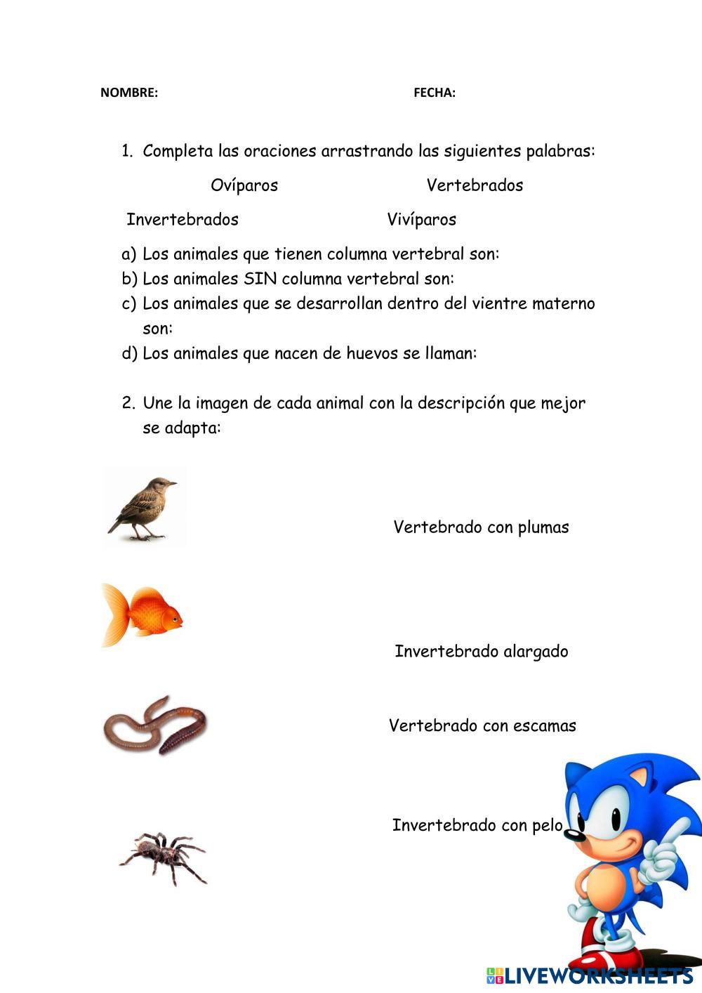 animales invertebrados sin columna vertebral