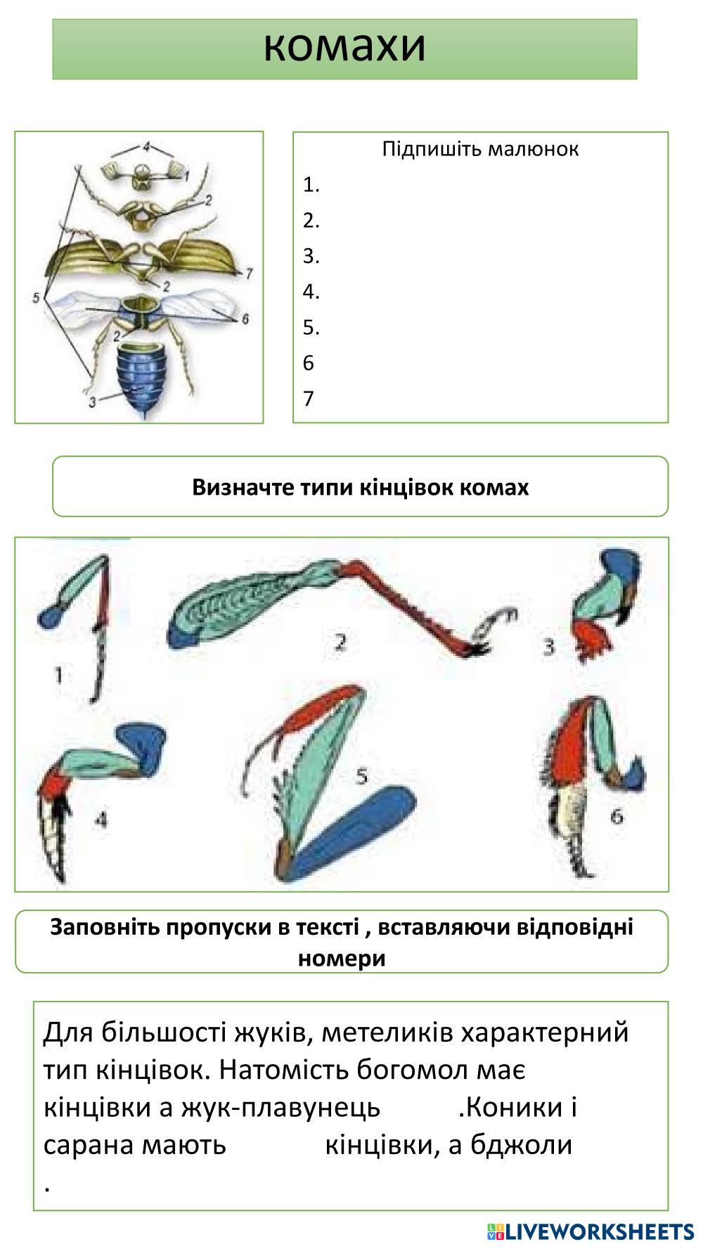 7352926 | Комахи .Зовнішня будова комах | Zoja Dzen