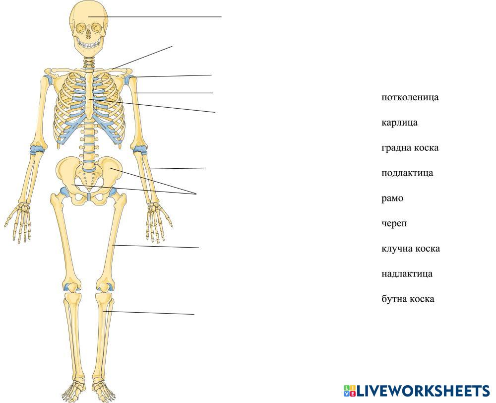 Коски на скелетот | Live Worksheets