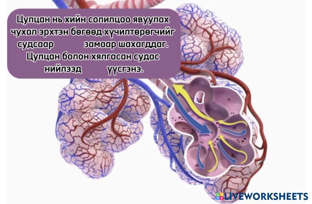 Зөв сонголт хийн өгүүлбрийг гүйцээнэ үү. | Live Worksheets