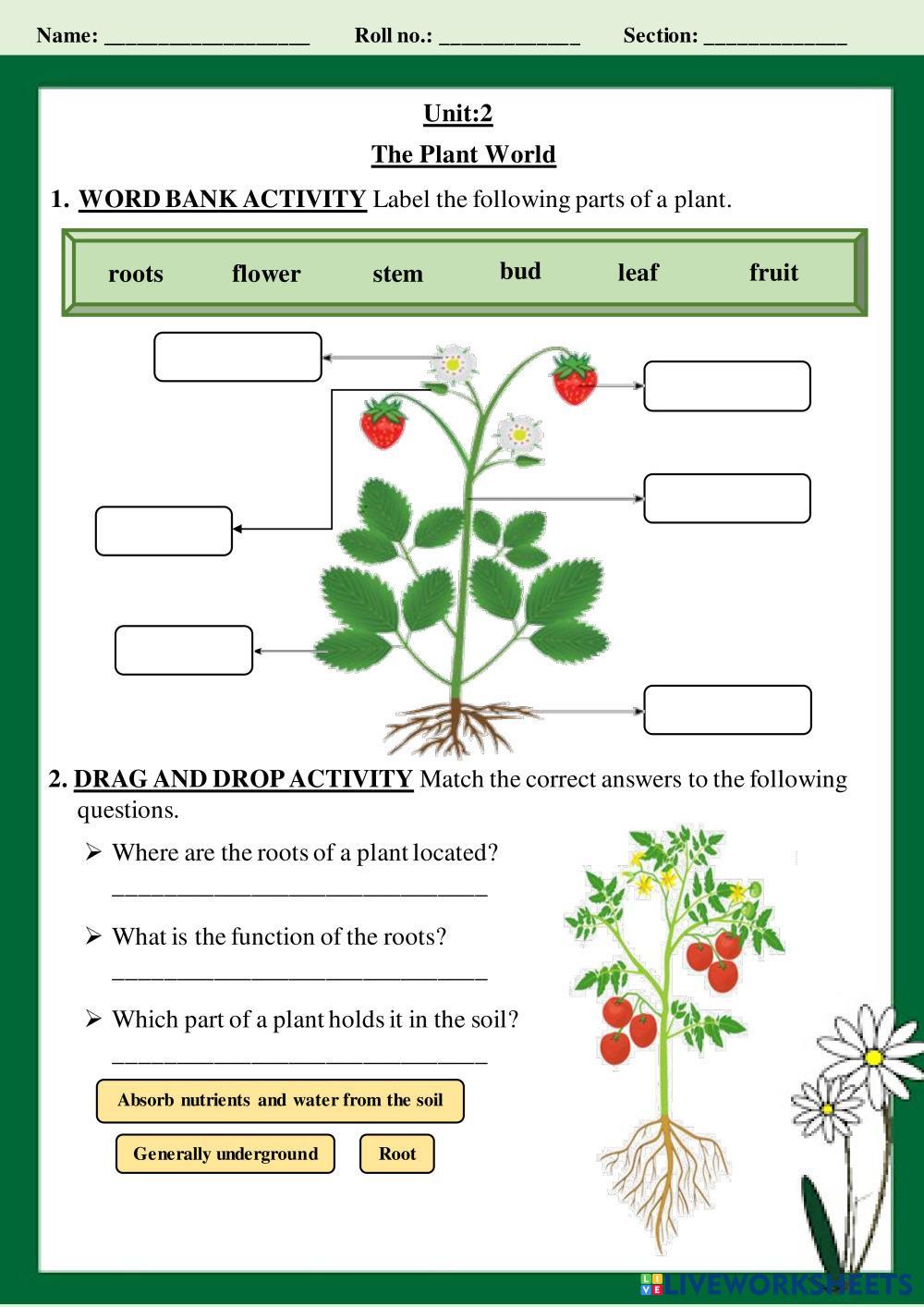 The Plant World 7122868 Fari786 Liveworksheets The Plant World 7122868 Fari786 Liveworksheets