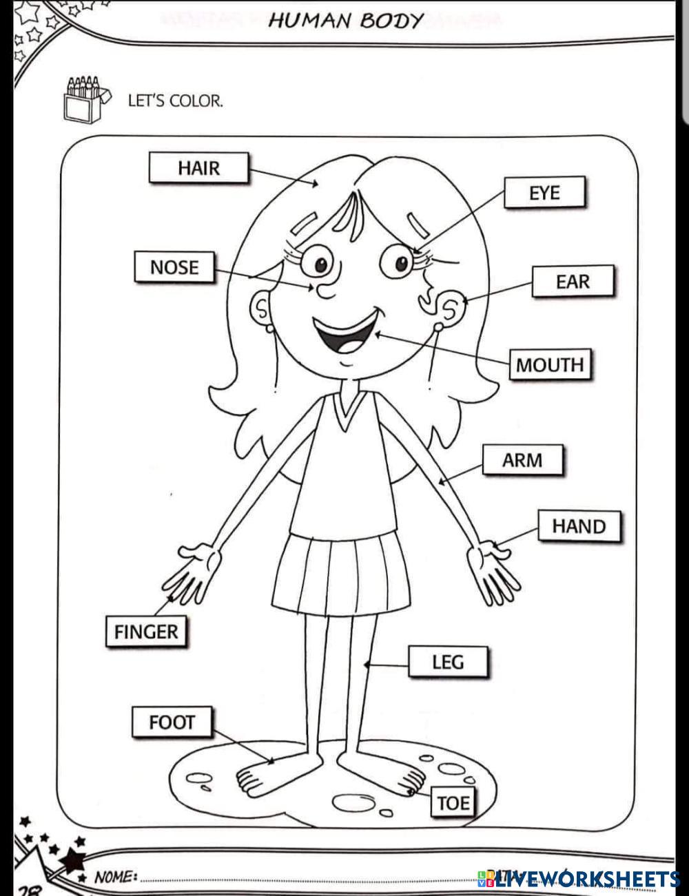 body parts Live Worksheets