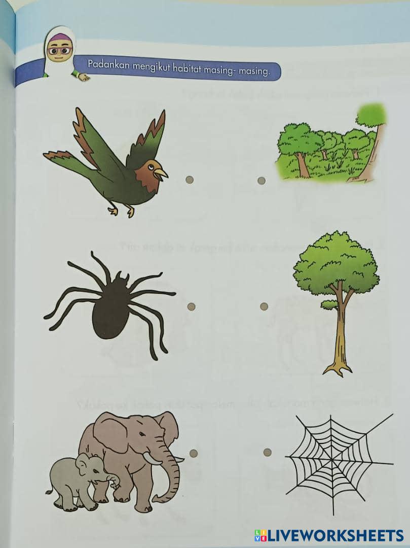 english Live Worksheets
