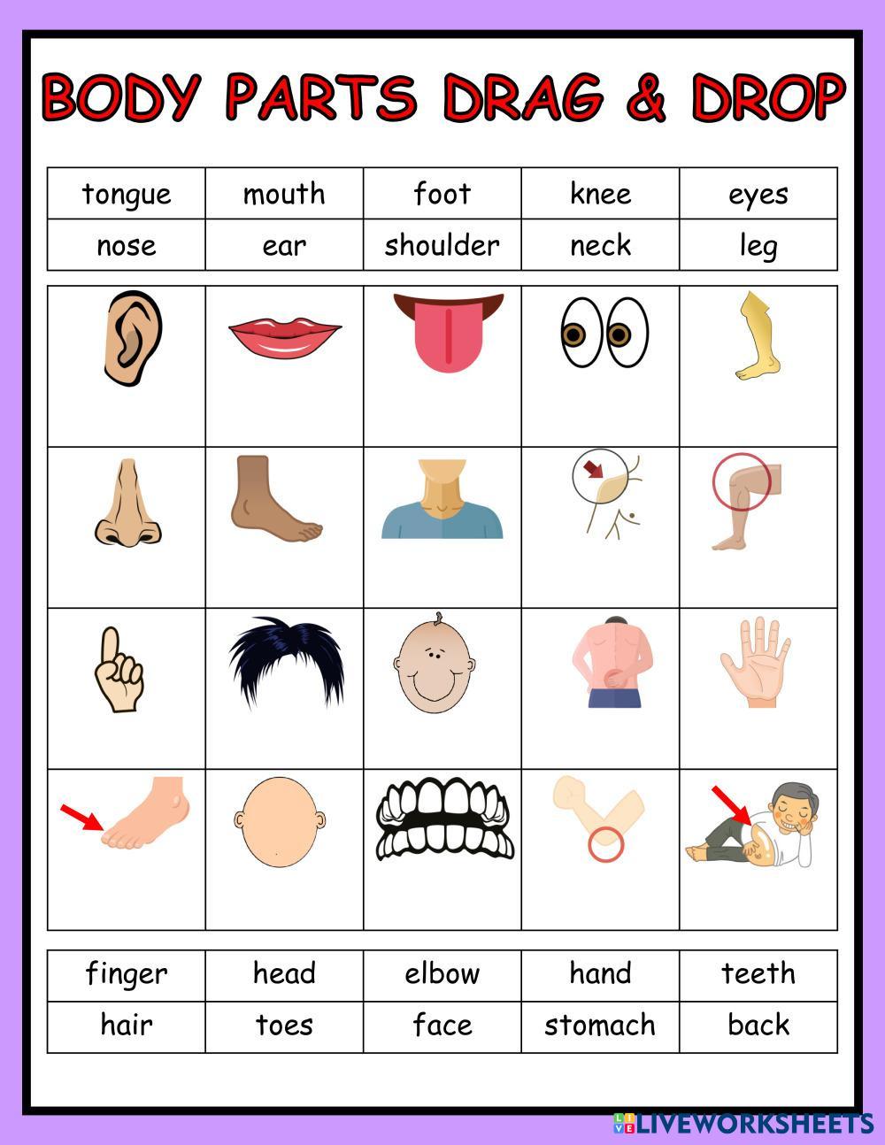 7141142 Body Parts Vocabulary Drag and Drop