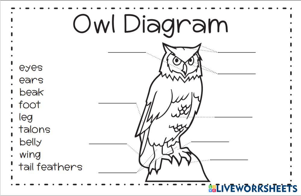 Owl diagram liveworksheets 7166669