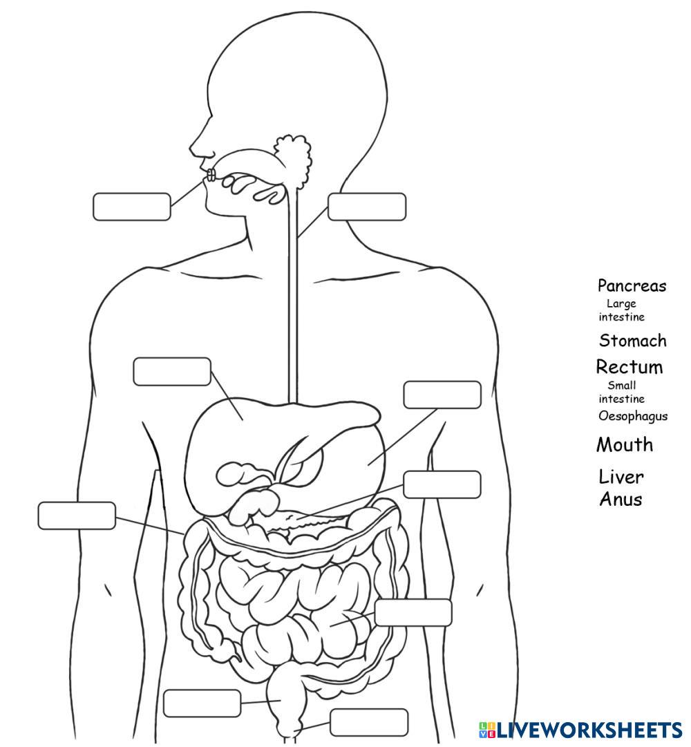 7183946 | Digestive System | Jake Carter