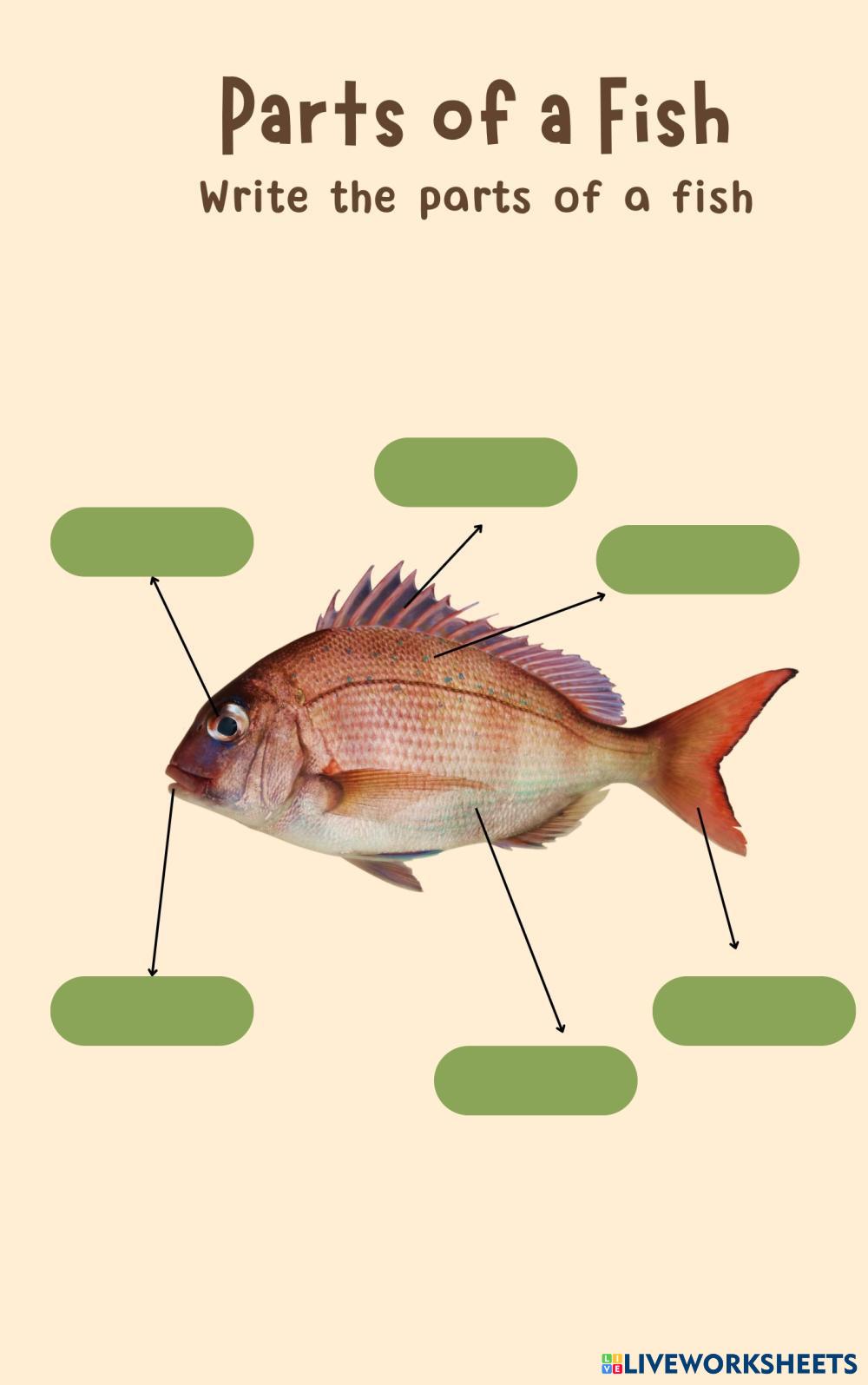 parts-of-a-fish-live-worksheets