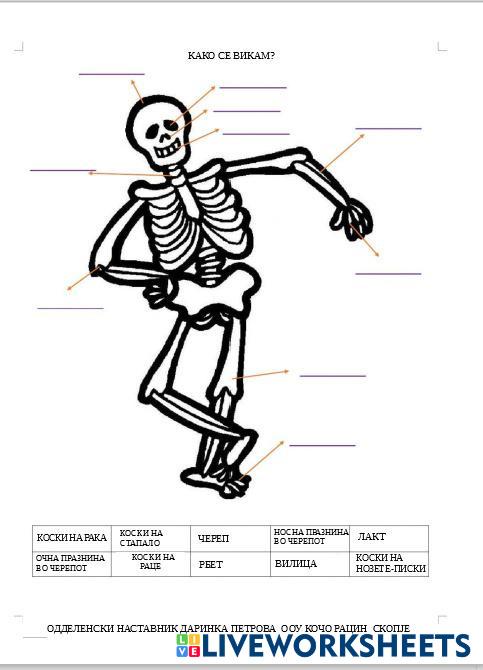 СКЕЛЕТ | Live Worksheets