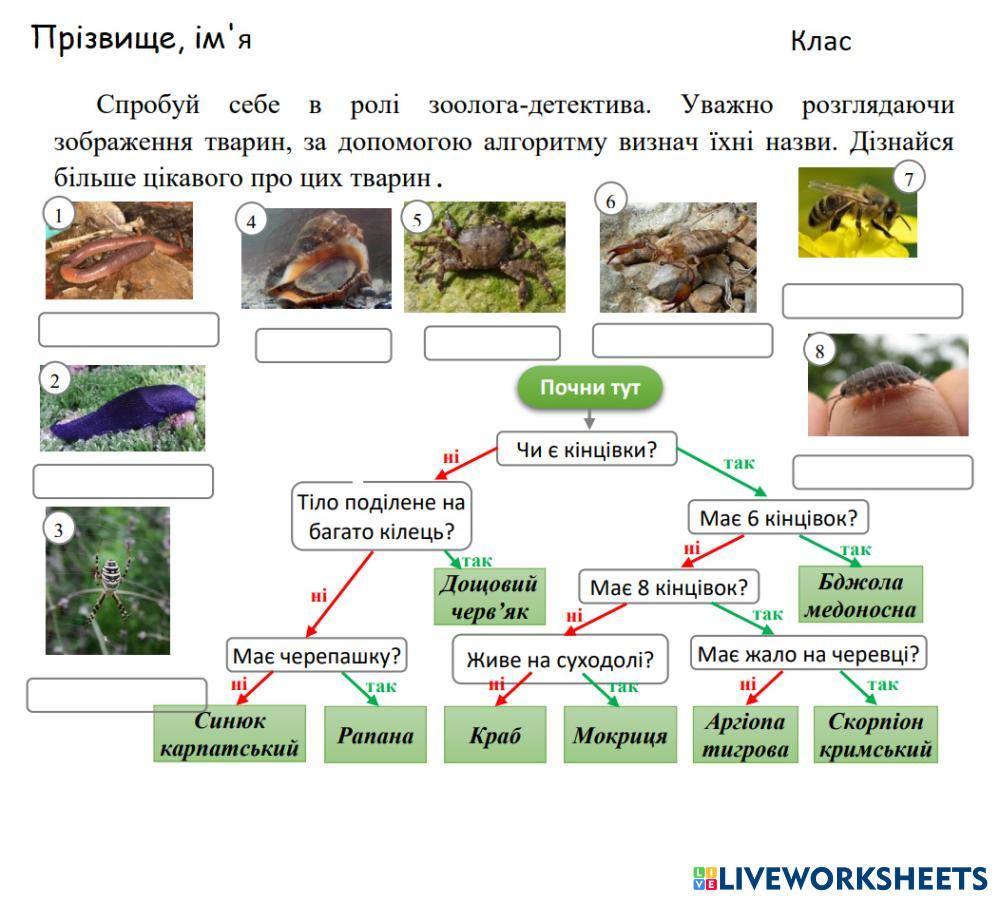 Безхребетні тварини 7479773 | Lana2003 | Live Worksheets