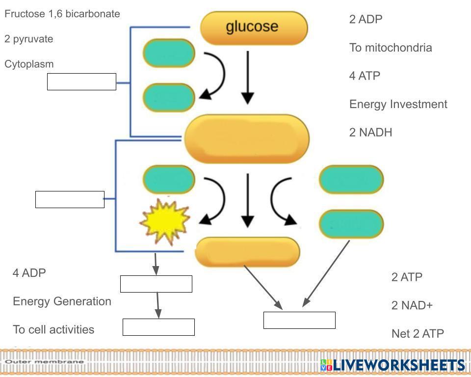 7521839 steps of glycolysis rgiesler
