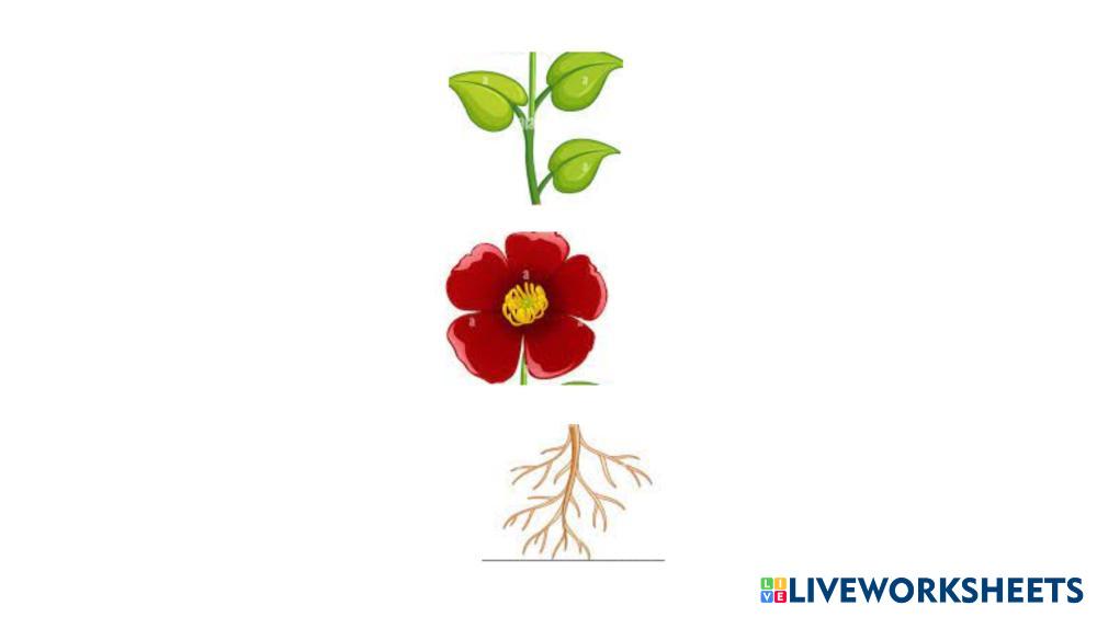 Plantas Live Worksheets Plantas Live Worksheets