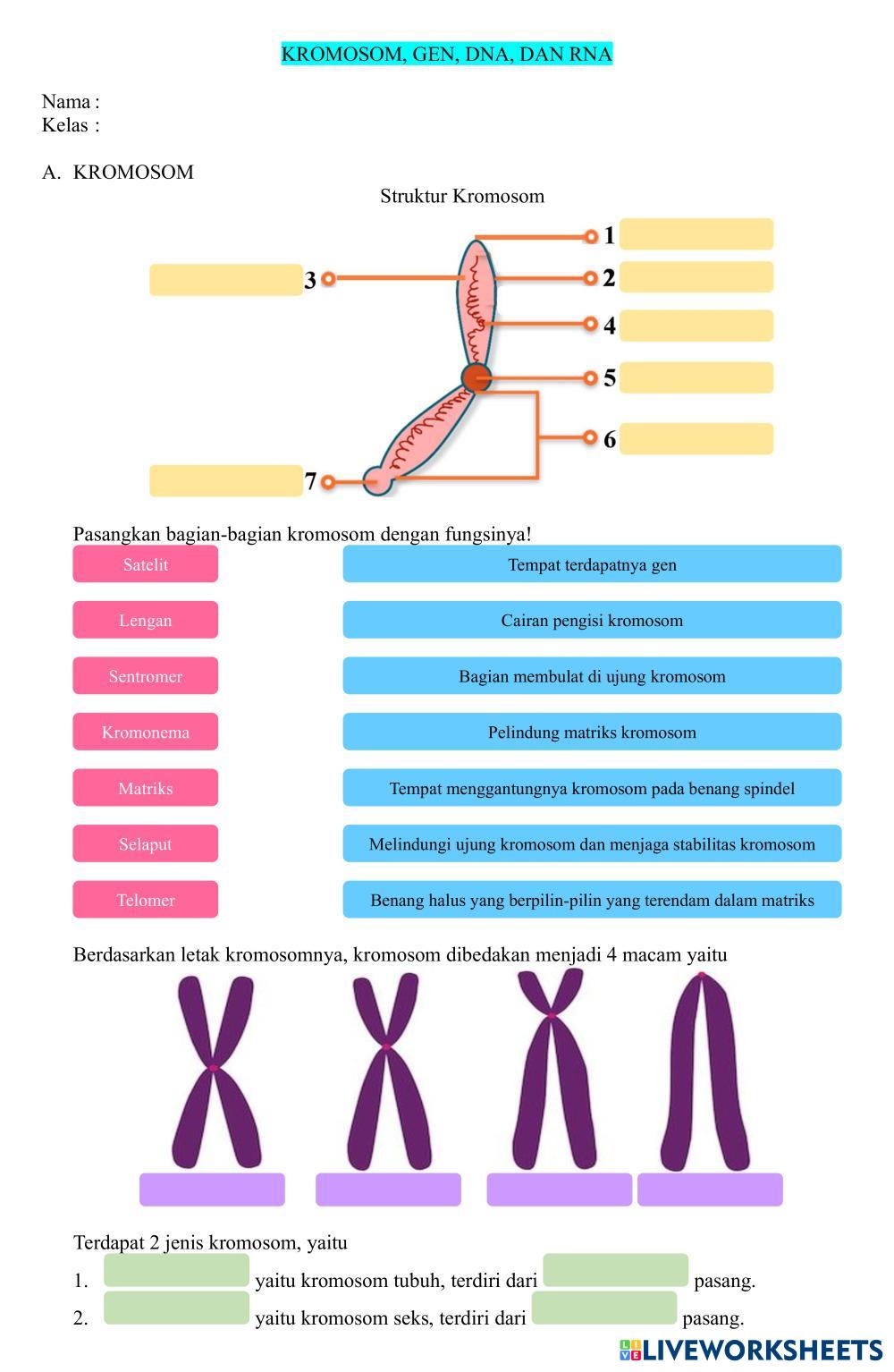 LKPD Kromosom, Gen, DNA, dan RNA 7897710 | Ika Saputri