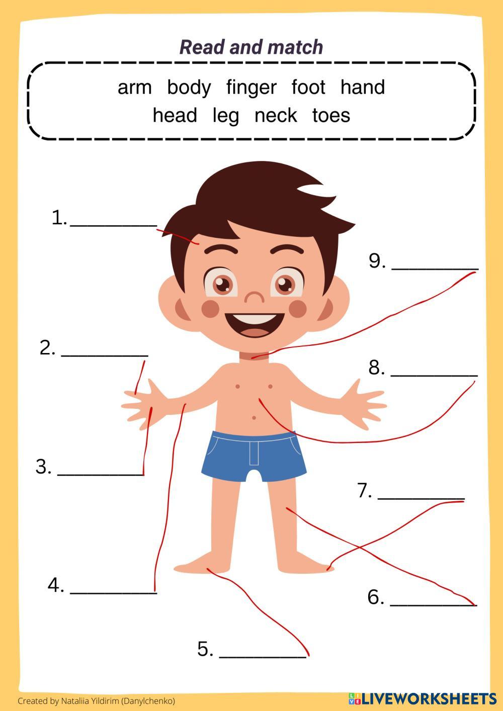 Parts of the body | Live Worksheets