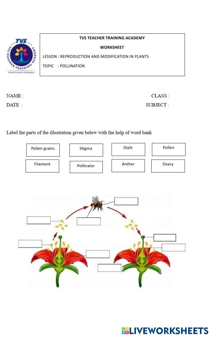 Pollination | Live Worksheets
