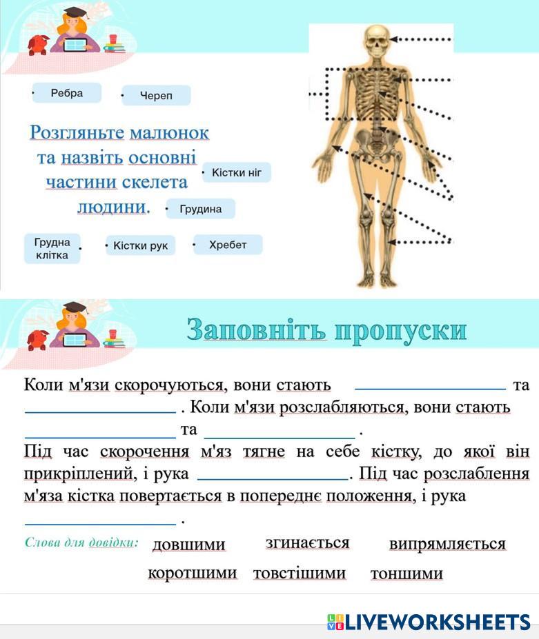 Скелет людини | Live Worksheets