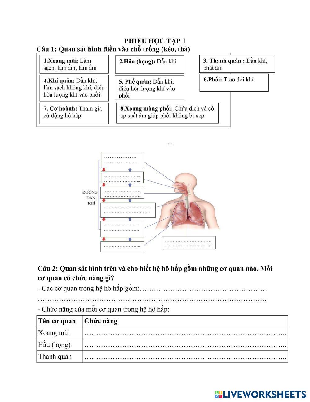 Tác Động của Chức Năng Xoang Mũi đến Hệ Hô Hấp Toàn Cơ Thể