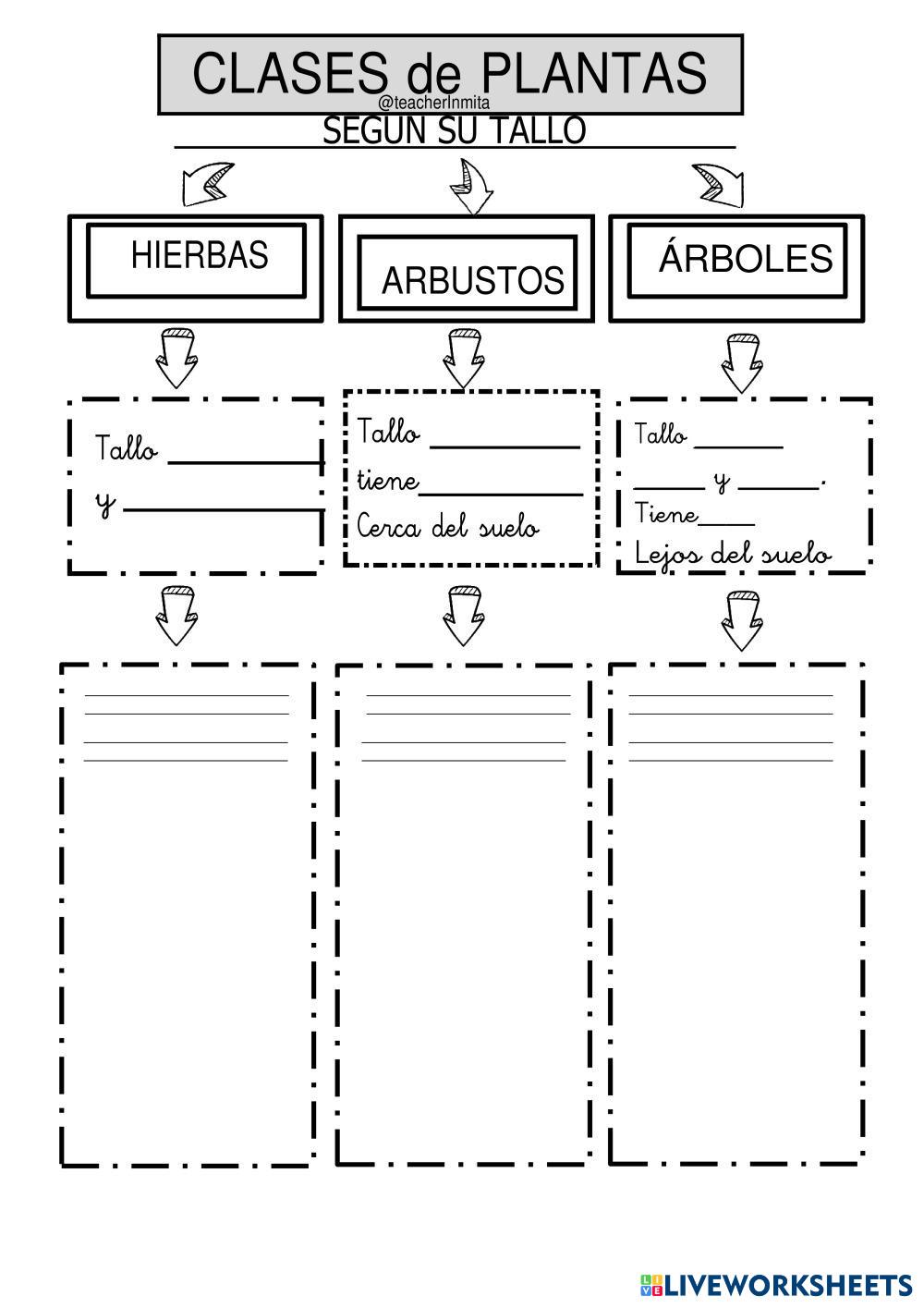 7621883 Las Plantas Cristi78 Liveworksheets 7621883 Las Plantas Cristi78 Liveworksheets