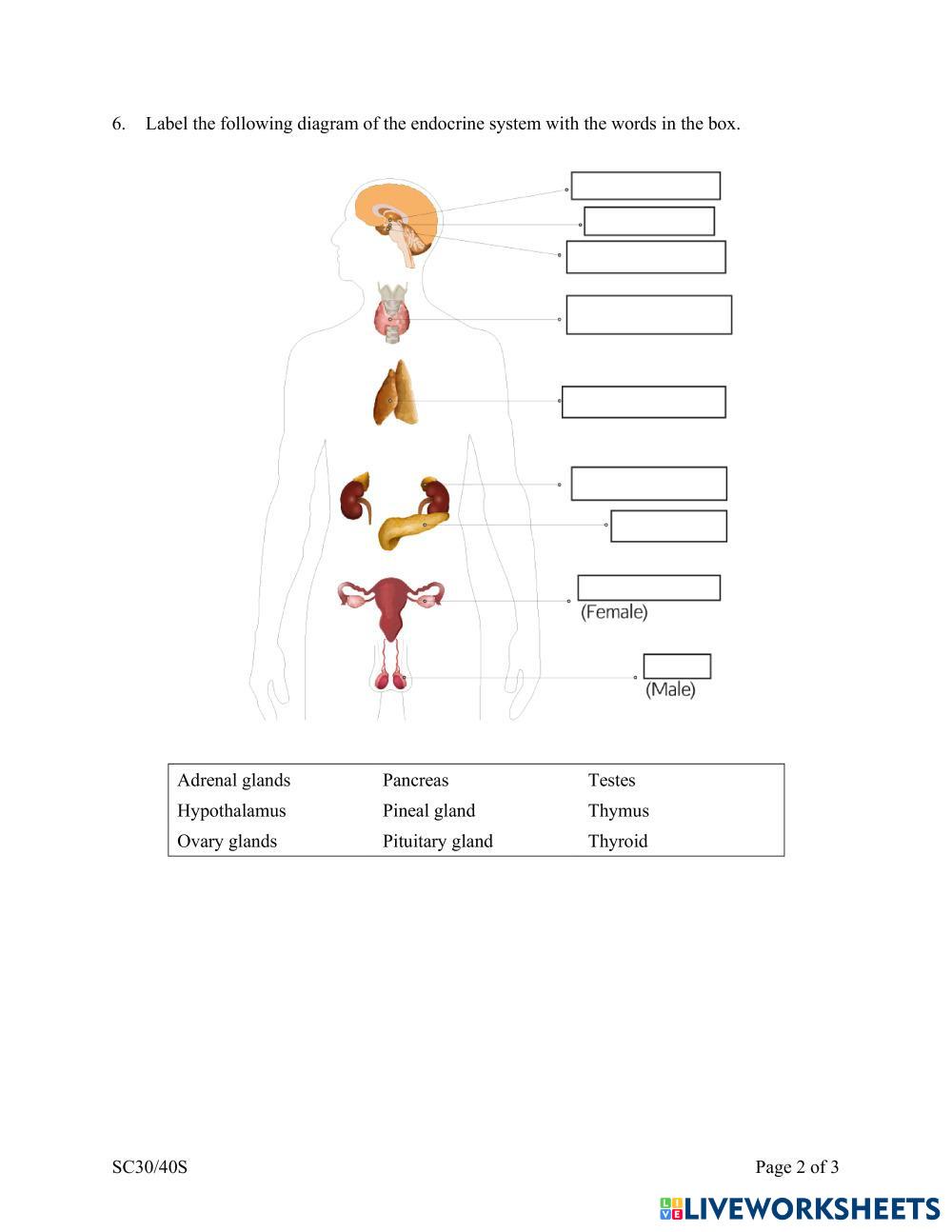 Endocrine System Worksheet Live Worksheets