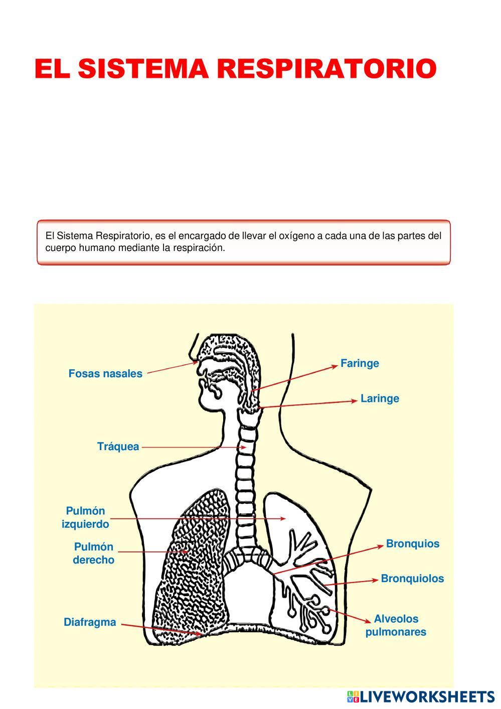 7789243 Sistema Respiratorio Jeferson Jara