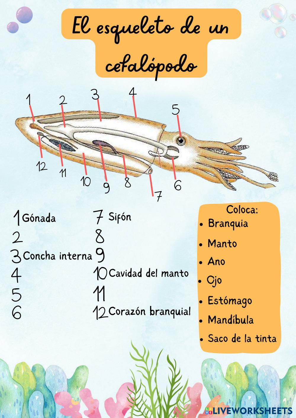 PECES – BIOLOGÍA y GEOLOGÍA, image size:1000x1414