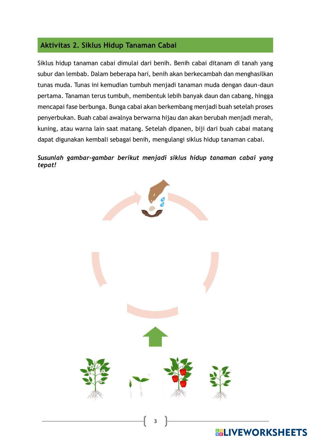 Contoh e-LKPD Cabai.pdf