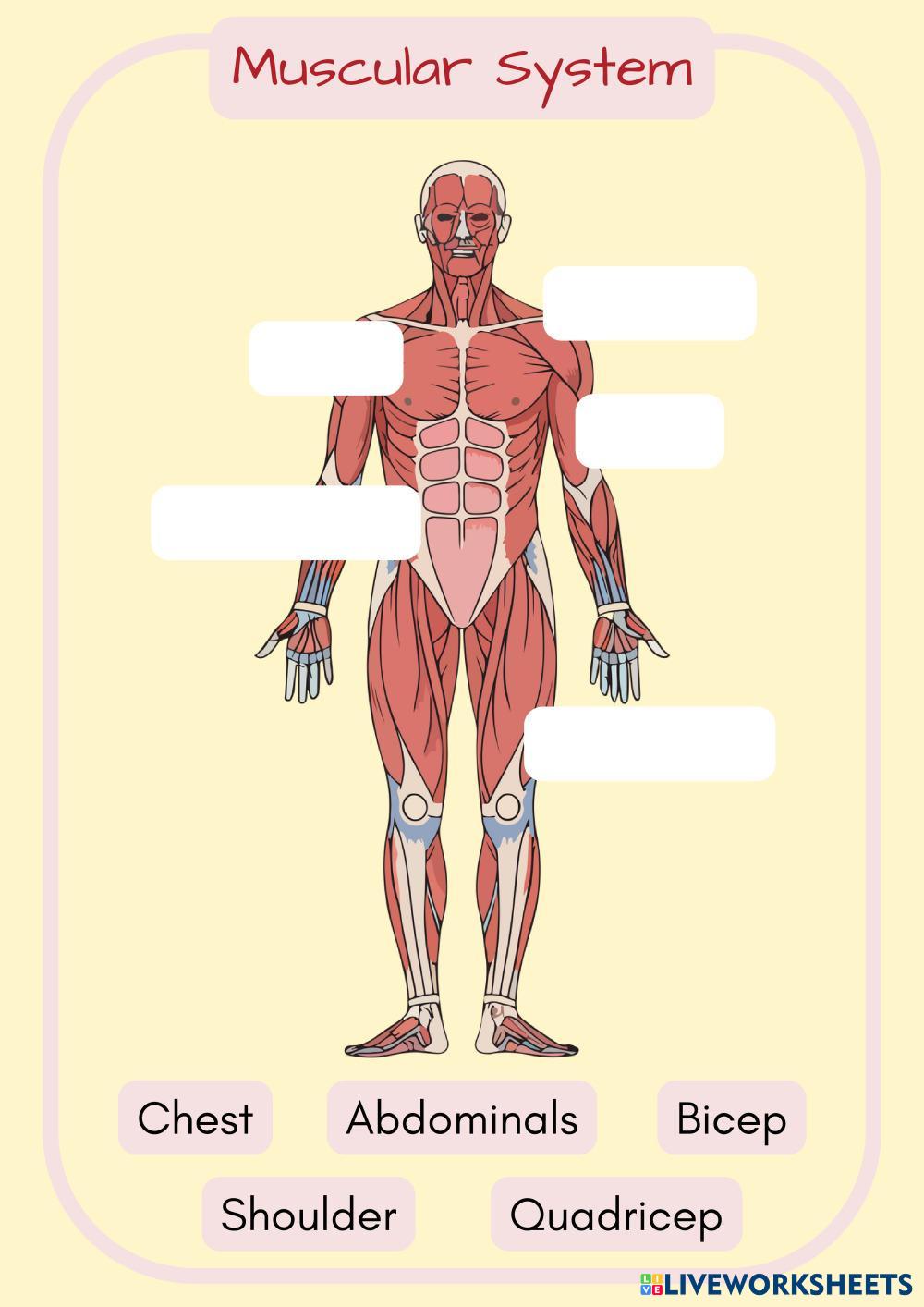 Systems on the Body (10).pdf