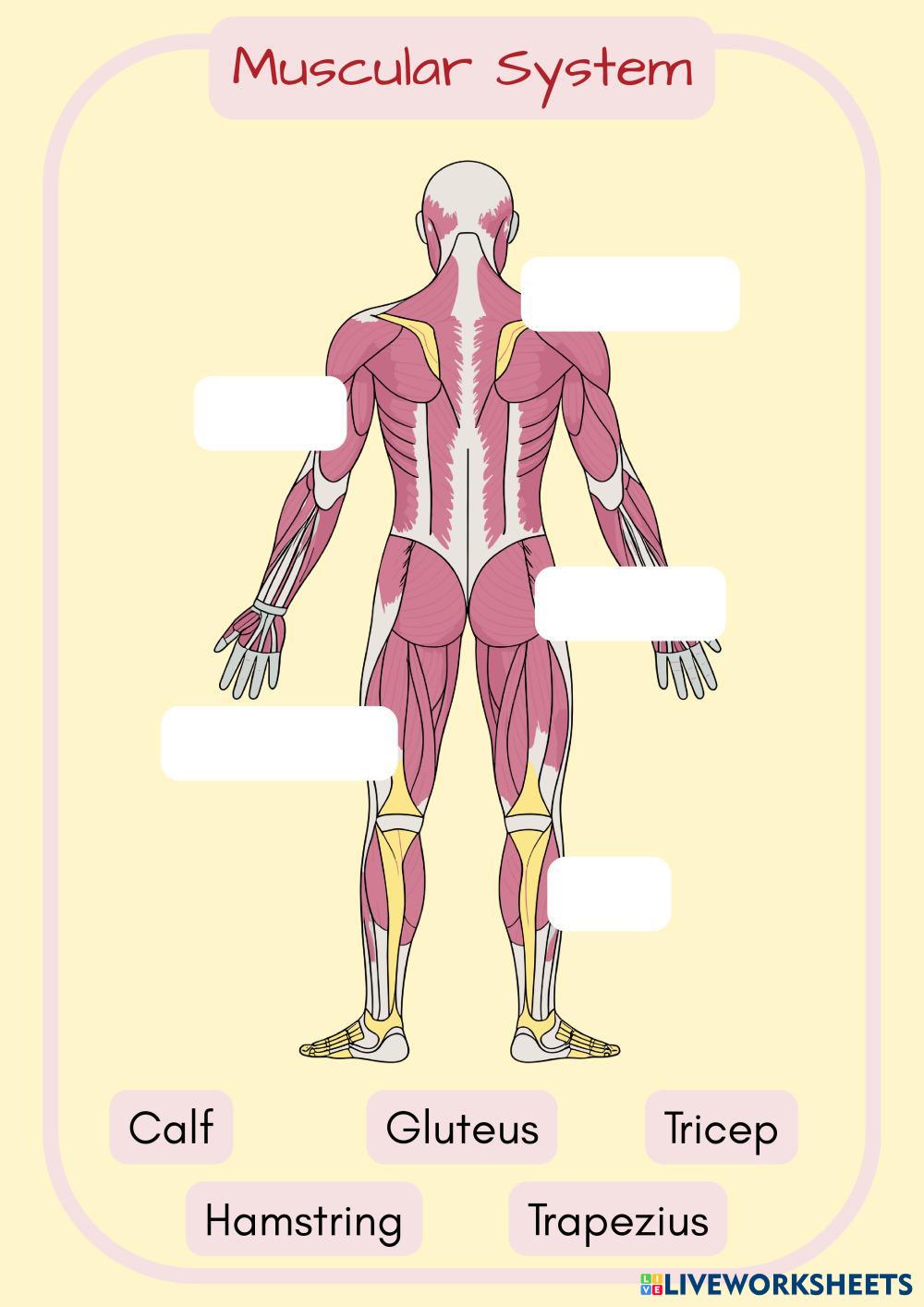 Systems on the Body (10).pdf