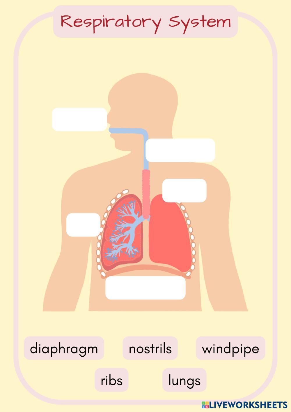 Systems on the Body (11).pdf