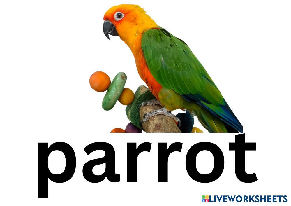 Course 8 Animals - S5.pdf