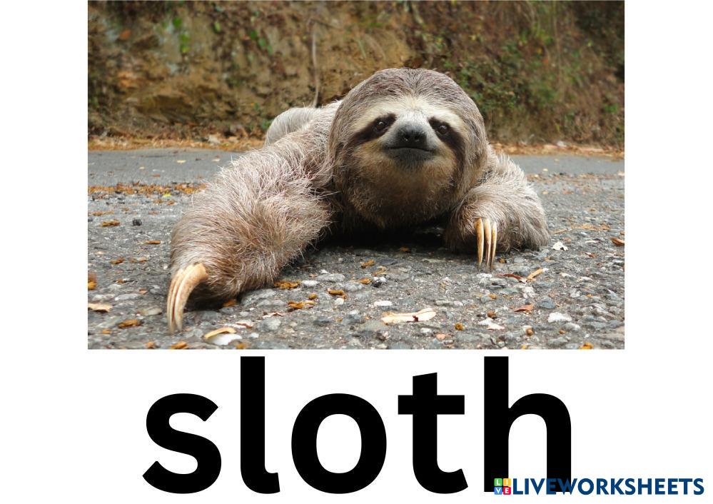 Course 8 Animals - S5.pdf