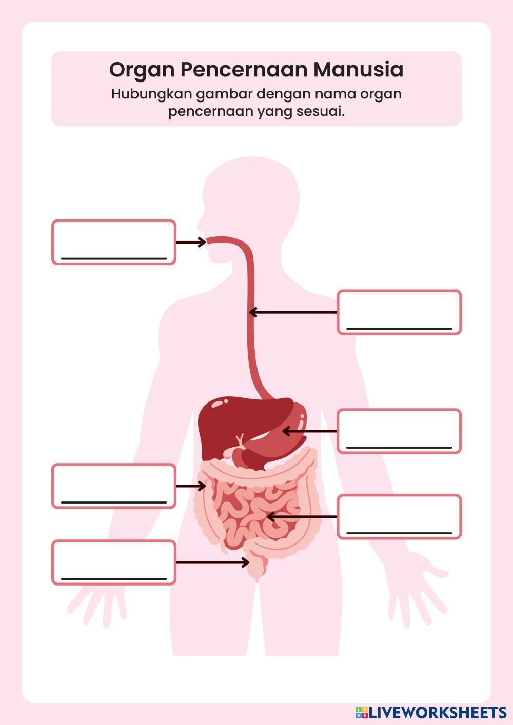 Sistem Pencernaan Manusia Lembar Kerja Peserta Didik Warna-Warni Simpel dan Lucu.pdf