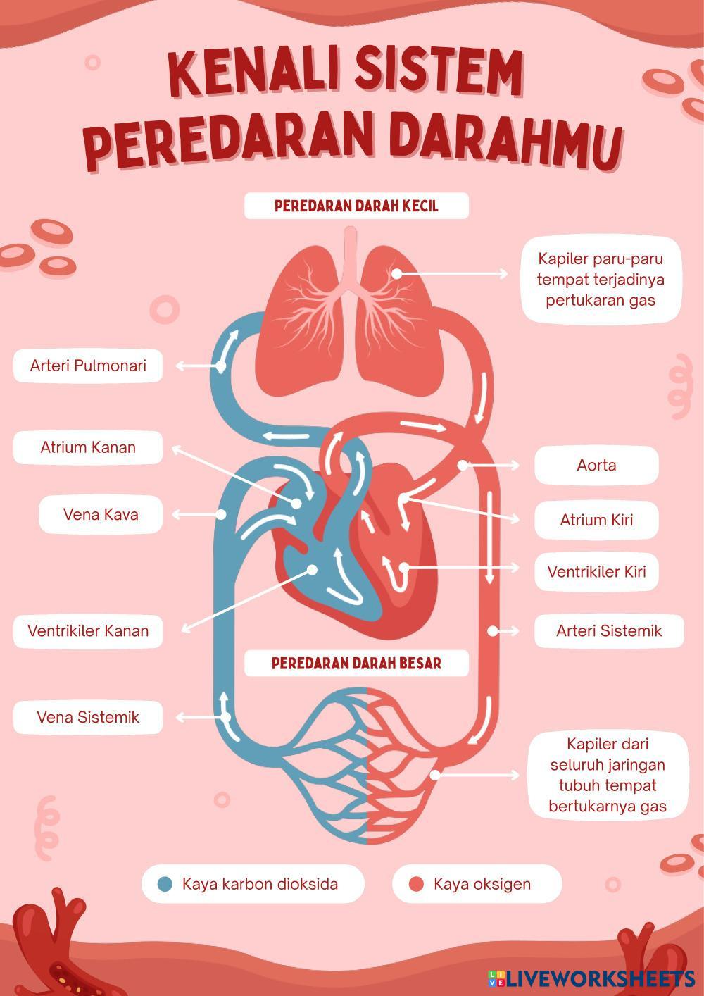 Mengenal_Sistem_Peredaran_Darah_Poster_dalam_Merah_Muda_Ilustrasi.pdf