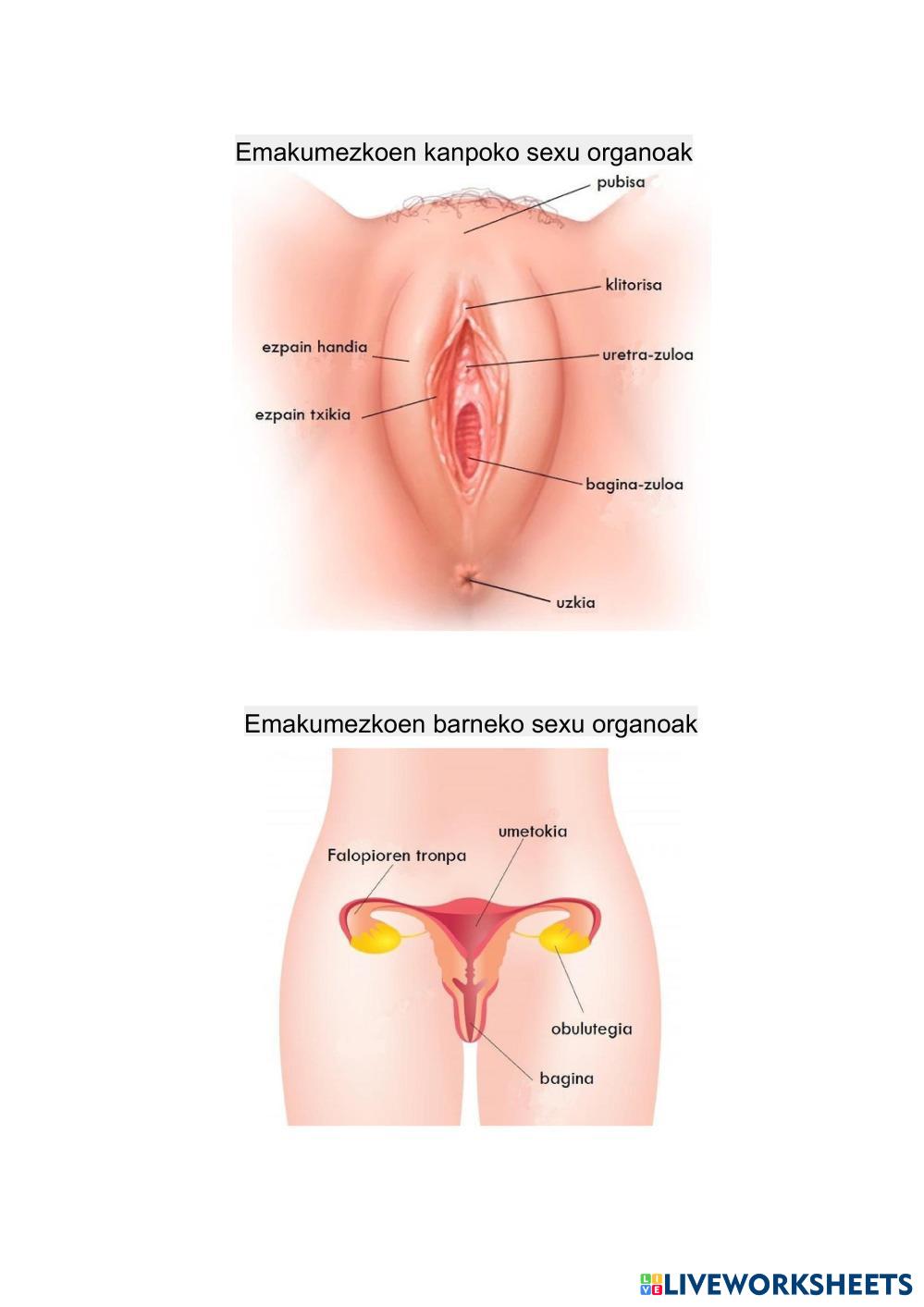 Emakumezkoen_sexu_organoak.pdf