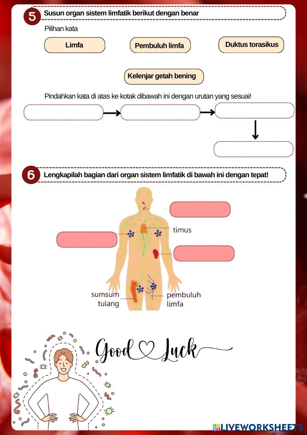 LEVEL_6_SISTEM_LIMFATIK___GANGGUAN_SISTEM_PEREDARAN_DARAH.pdf