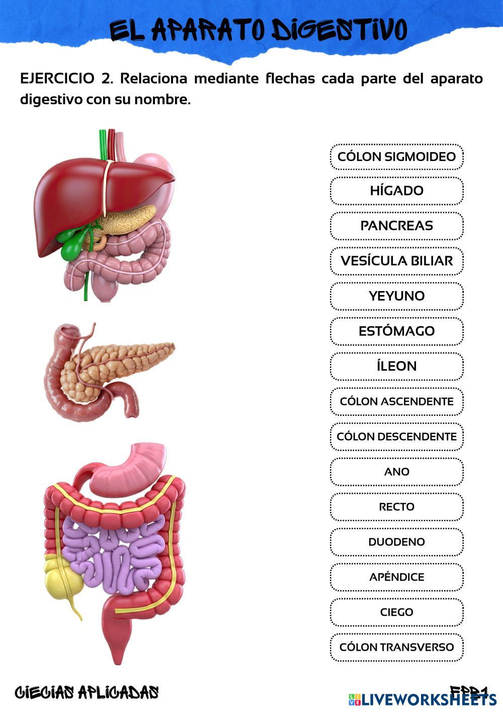FICHA_1.1_APARATO_DIGESTIVO.pdf