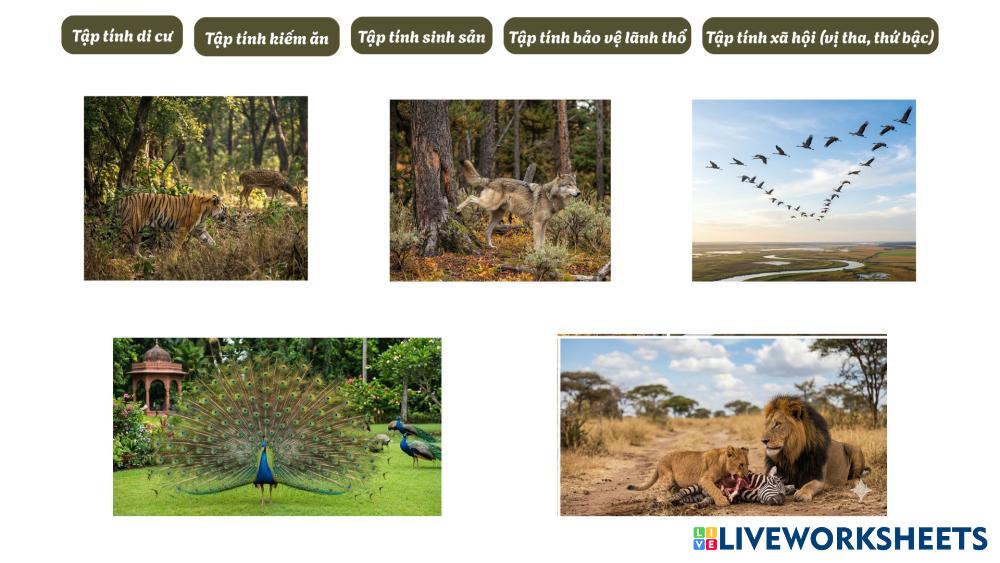 Tập tính di cư.png