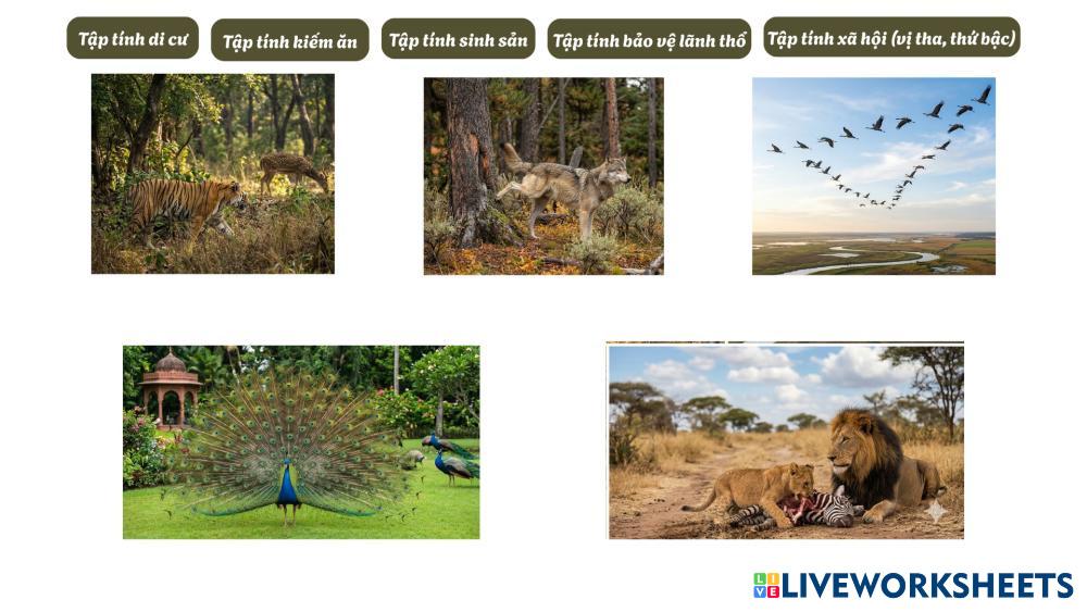 Tập tính di cư.png