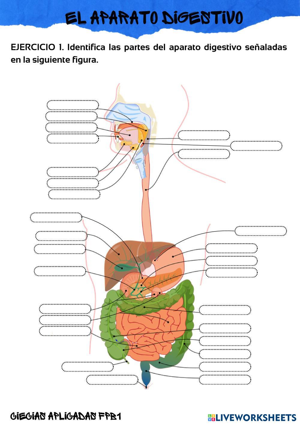 FICHA_1.1_APARATO_DIGESTIVO.pdf