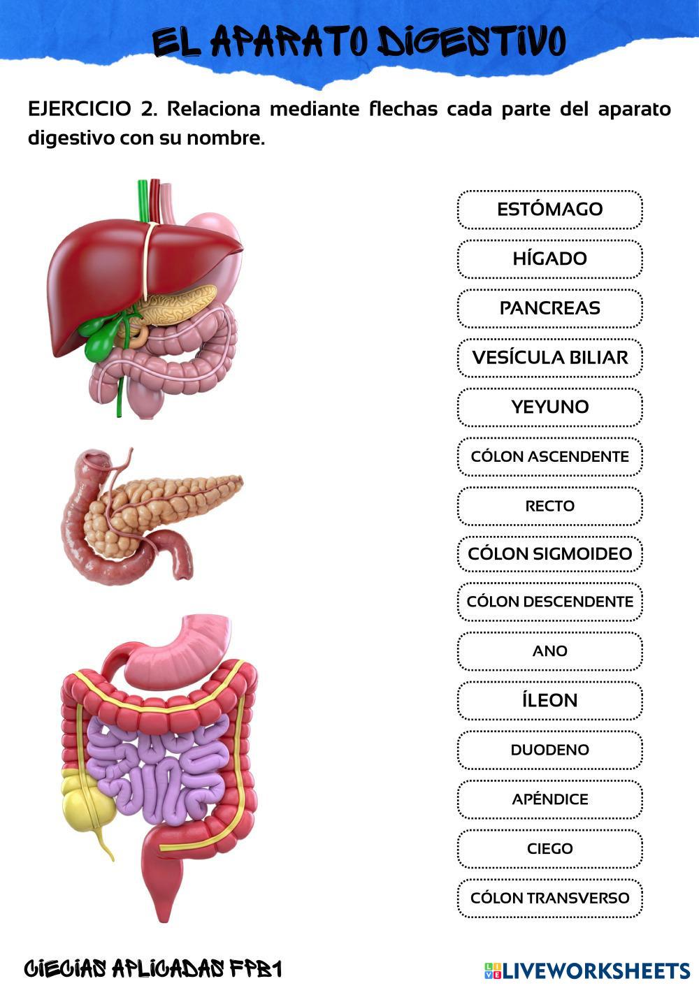 FICHA_1.1_APARATO_DIGESTIVO.pdf