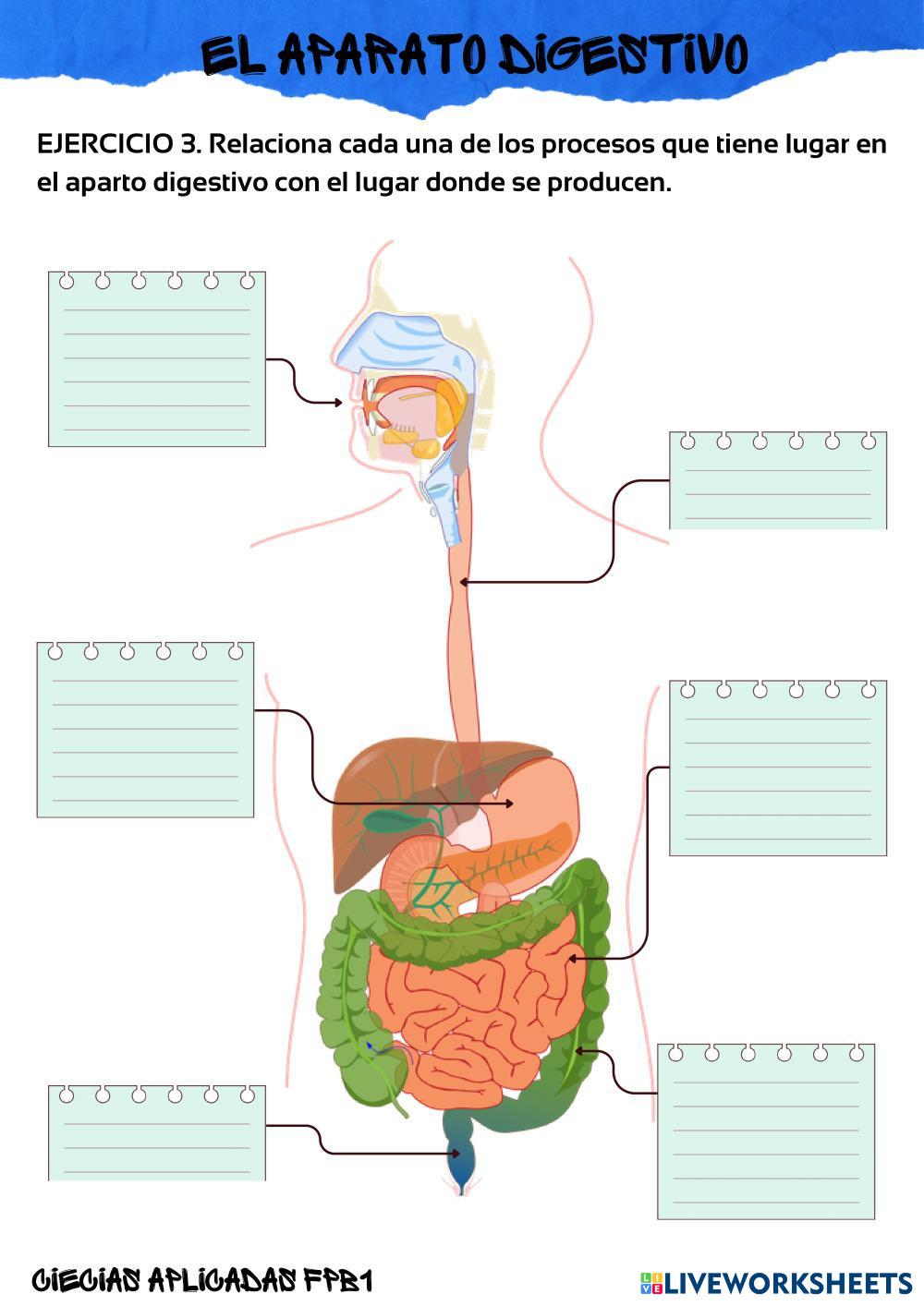 FICHA_1.1_APARATO_DIGESTIVO.pdf